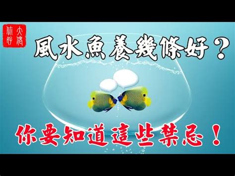 養魚隻數|養魚招財：最佳魚隻數量